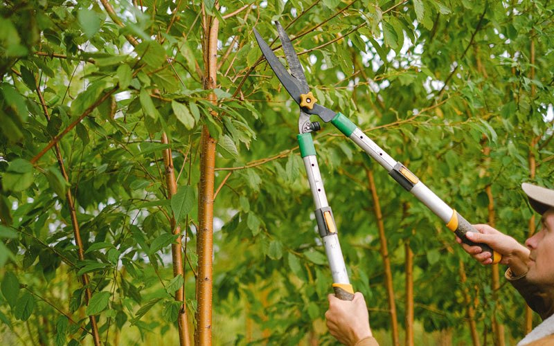 Tree trimming in Castleford, ID